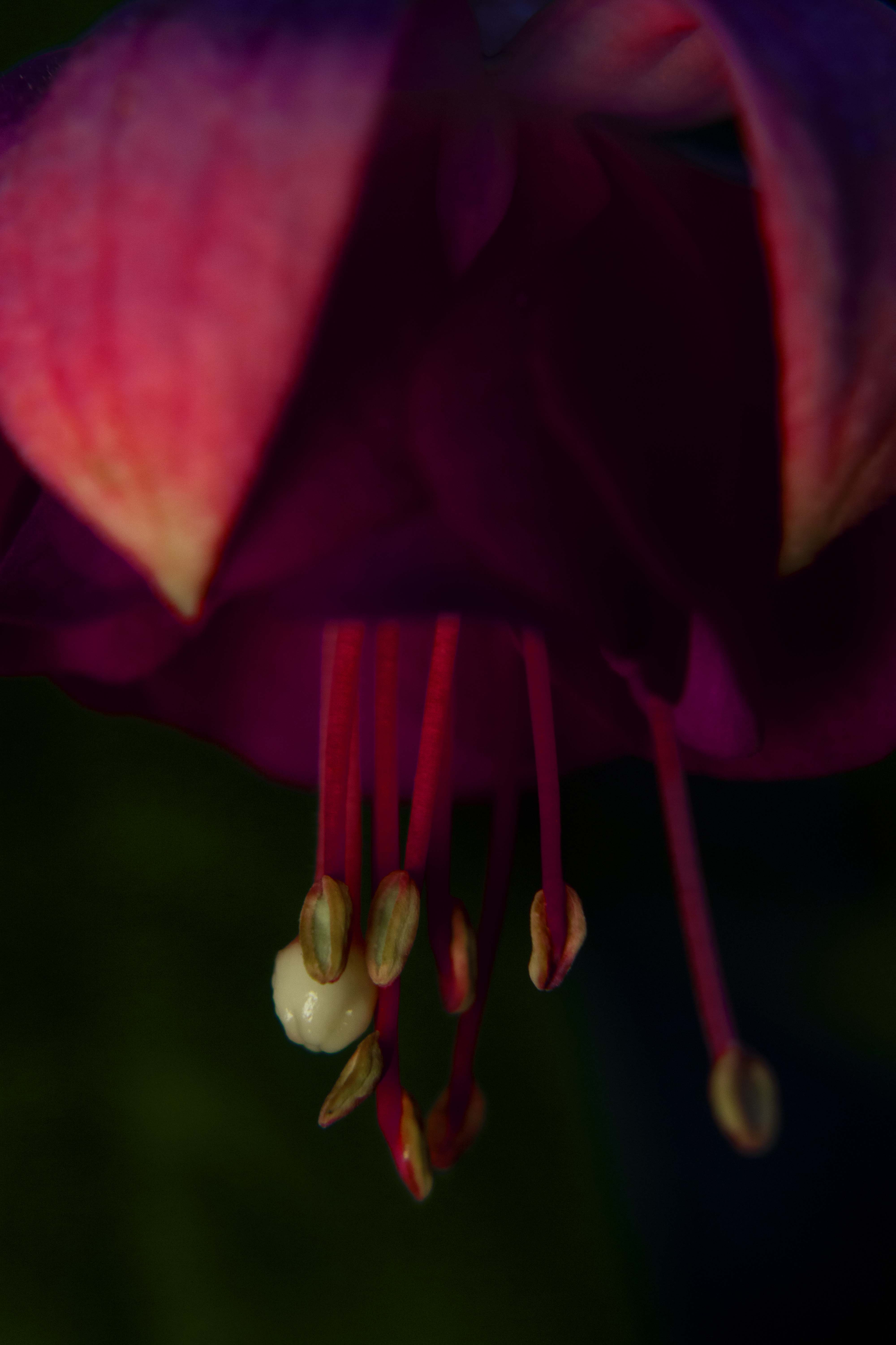 Arabesque